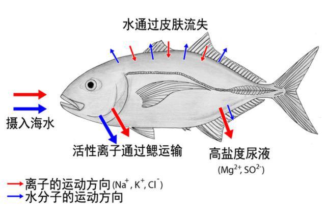 海洋动物也需要喝水，但海水很咸不能喝，那它们怎么喝到水？