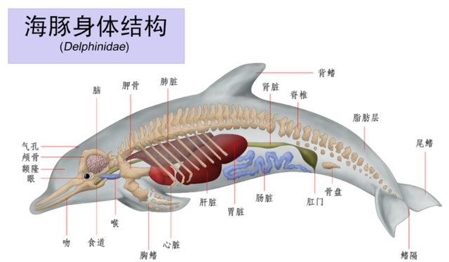 海洋动物也需要喝水，但海水很咸不能喝，那它们怎么喝到水？