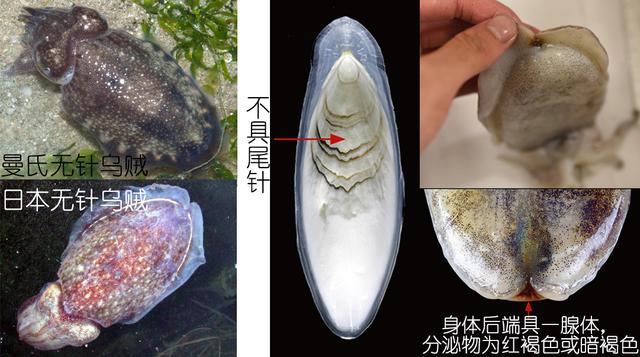 乌贼、墨鱼、鱿鱼、章鱼都有什么不同
