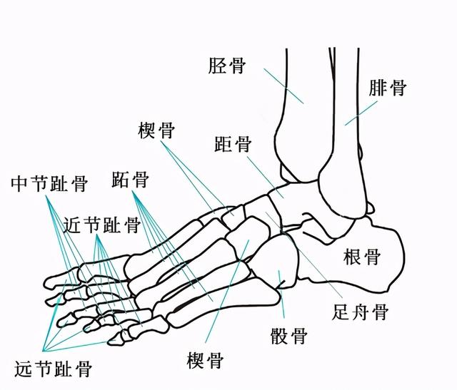 人体骨骼之谜